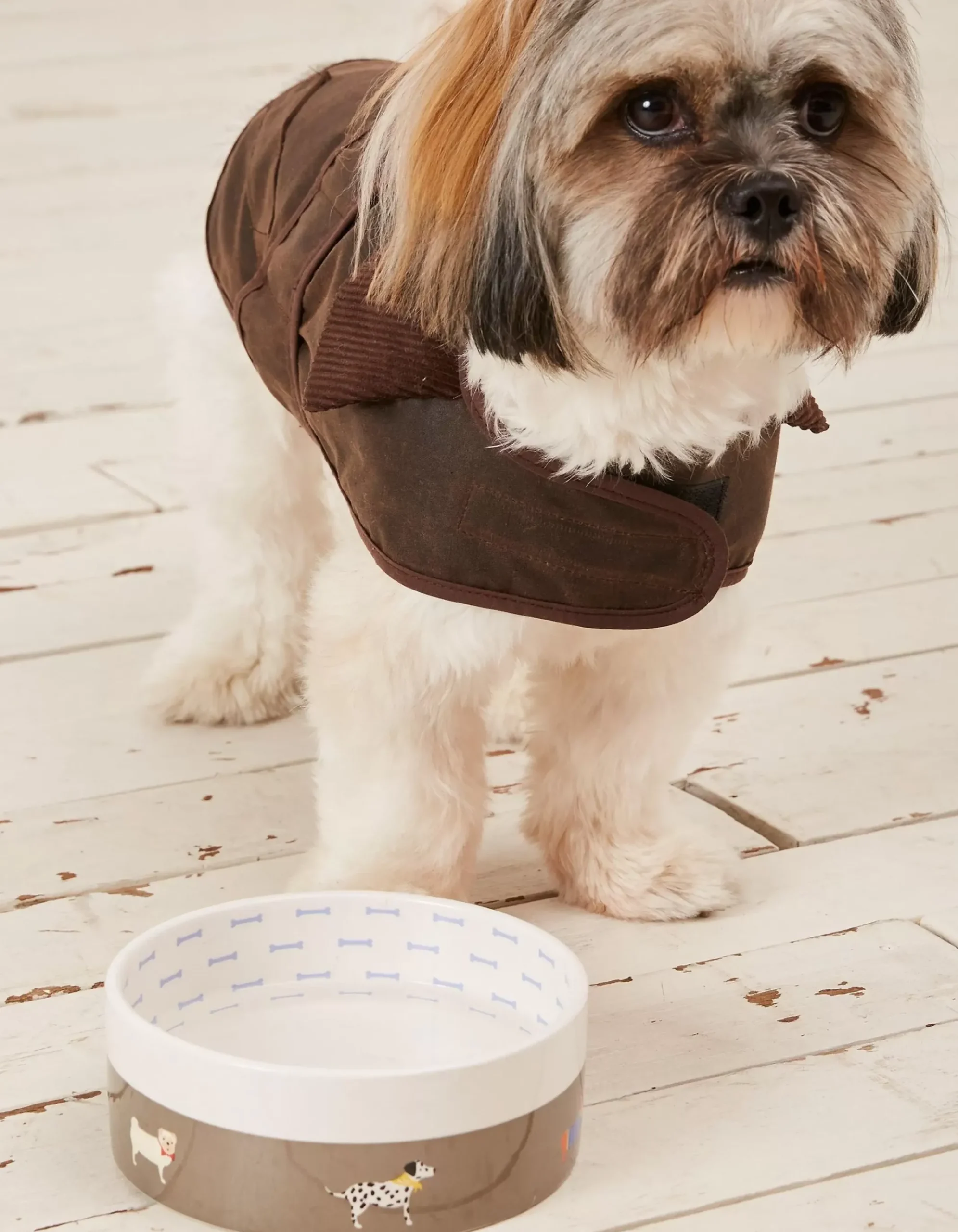 Marching Dogs Print Pet Bowl